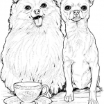 Pomeranian i chihuahua