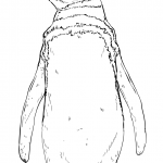 Pingwin peruwiański