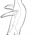 Pingwin krótkoczuby