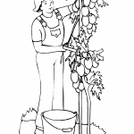 Man Planting Tomatoes