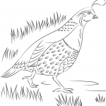 Przepiór kalifornijski