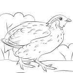 Przepiór wirginijski