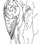 Pełzacz amerykański