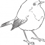 Mysikrólik zwyczajny