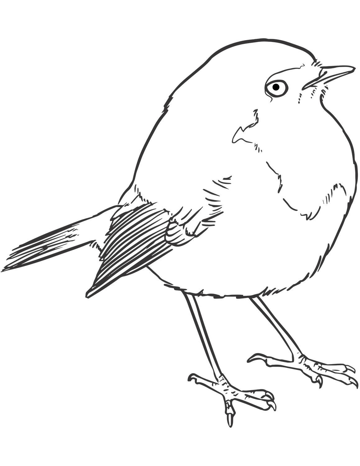 Mysikrólik zwyczajny