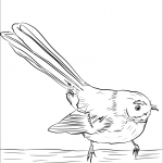 Wachlarzówka posępna