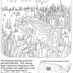 Wyoming Toad