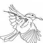 Sikora jasnoskrzydła