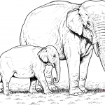 Mały słonik indyjski z mamą