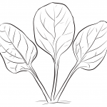 Spinach Leaves