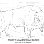 American Bison - National U.S. Mammal