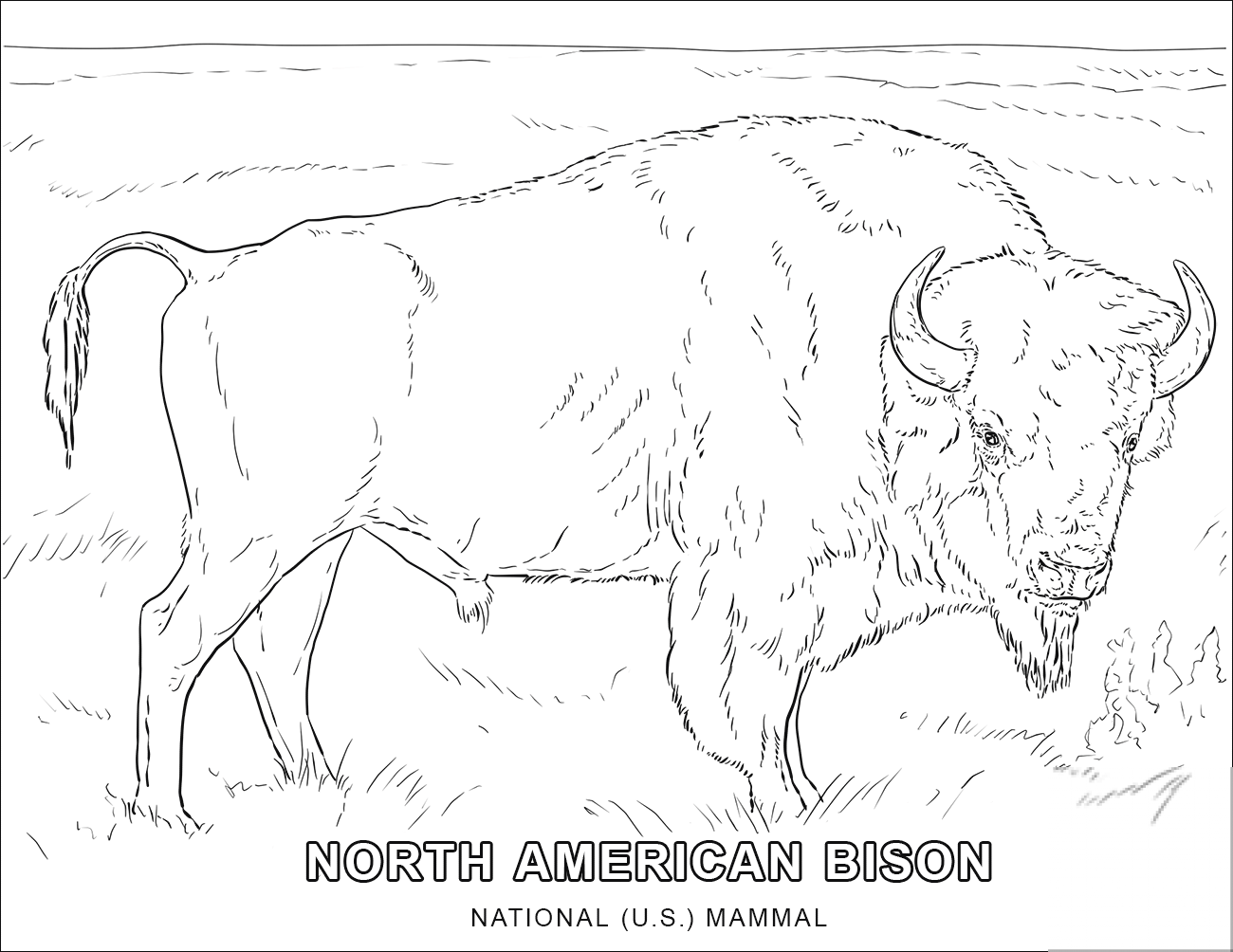 American Bison - National U.S. Mammal
