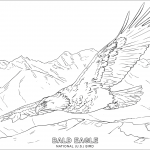 Bald Eagle - National U.S. Bird