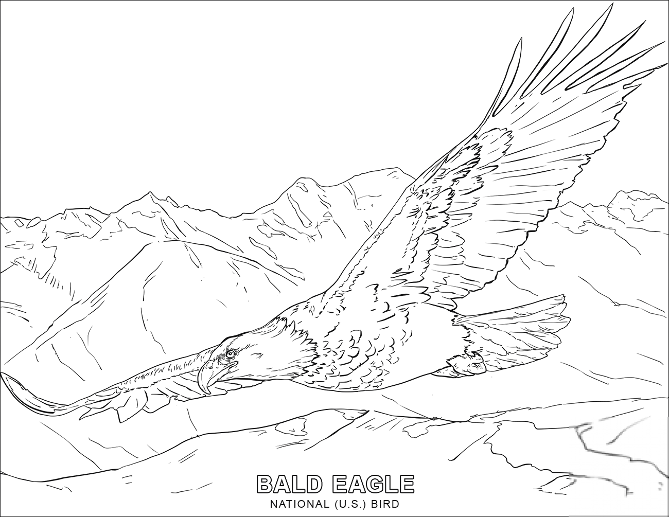 Bald Eagle - National U.S. Bird