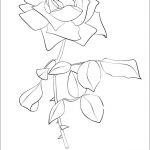 Rose - National U.S. Flower