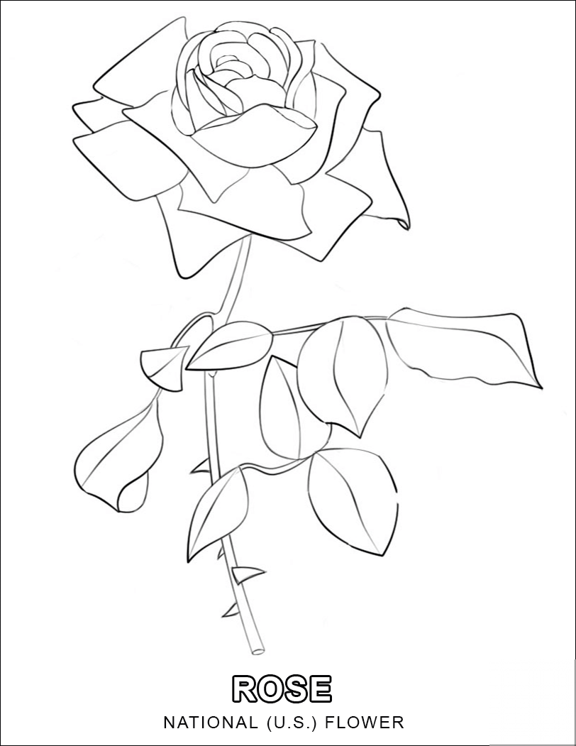 Rose - National U.S. Flower