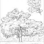 Oak - National U.S. Tree