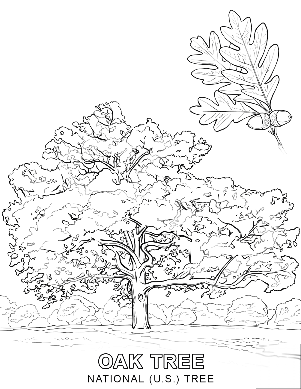 Oak - National U.S. Tree