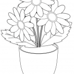 Chamomile Flowers in Pot