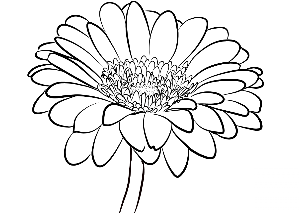 Gerbera Daisy