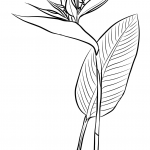 Strelicja królewska