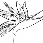Bird of Paradise Flower (Strelitzia)
