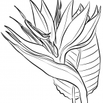 Bird of Paradise Flower