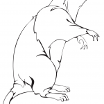 Szczur patrzący w górę