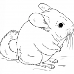 Słodka szynszyla mała