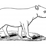 Tapir