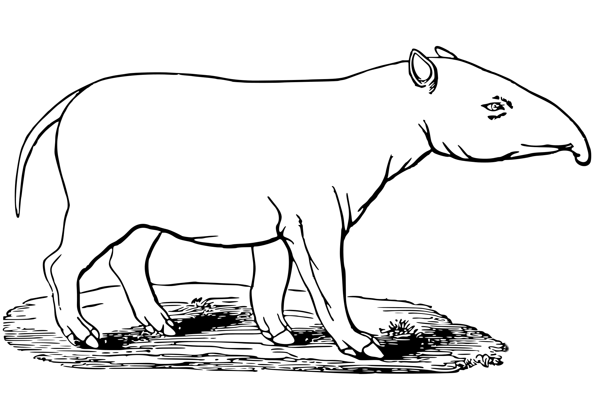 kolorowanka Tapir