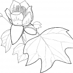 Tulip Poplar Flower and Leaf