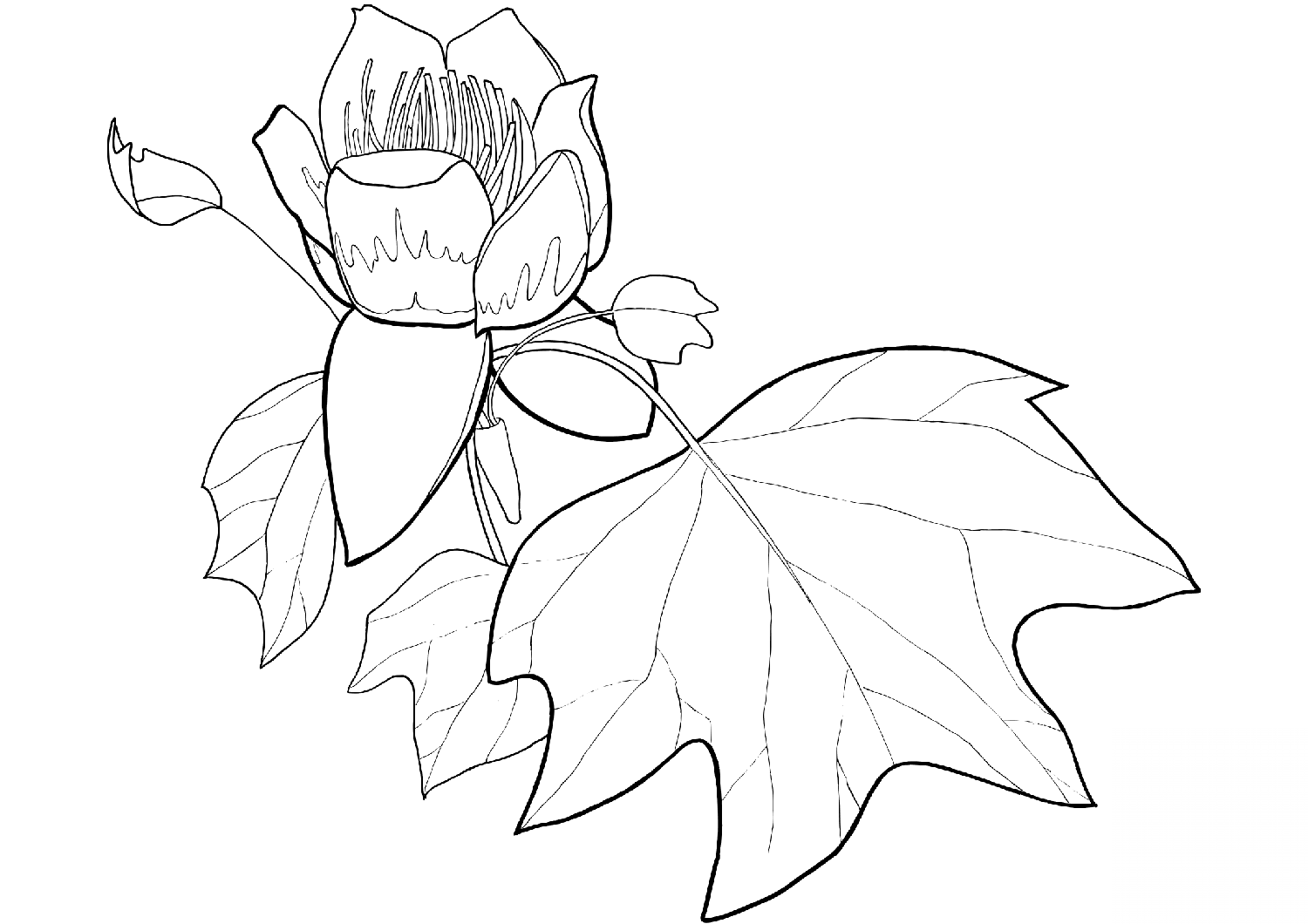 Tulip Poplar Flower and Leaf