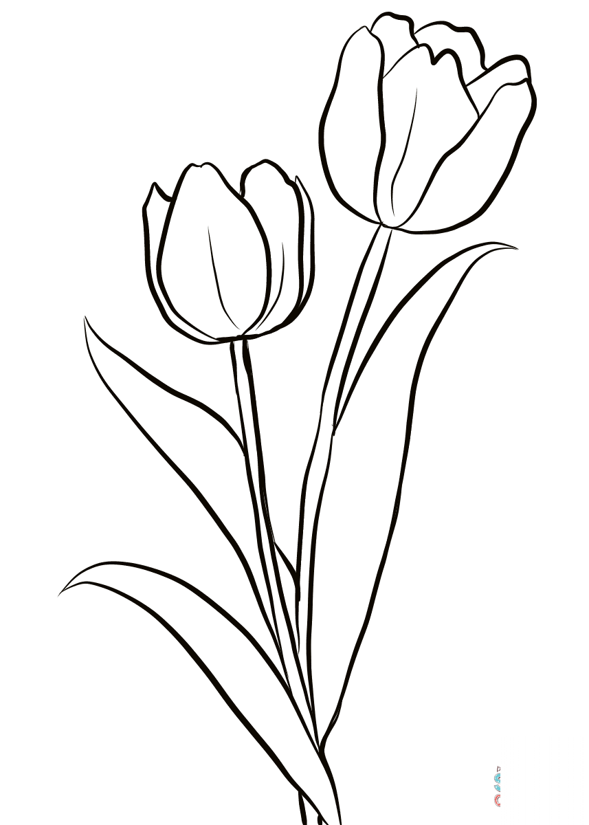 Two Tulips