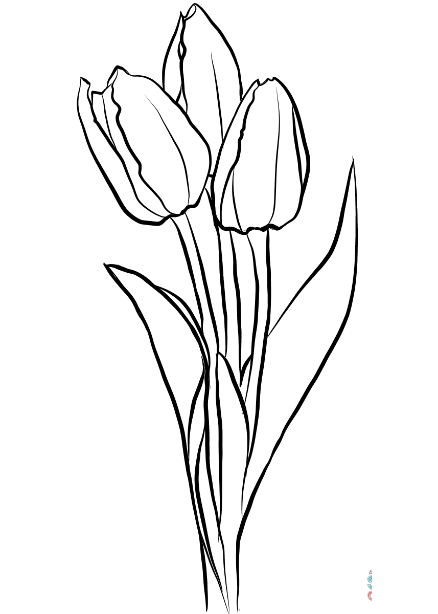 Three Tulips