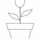 Tulip in a Pot