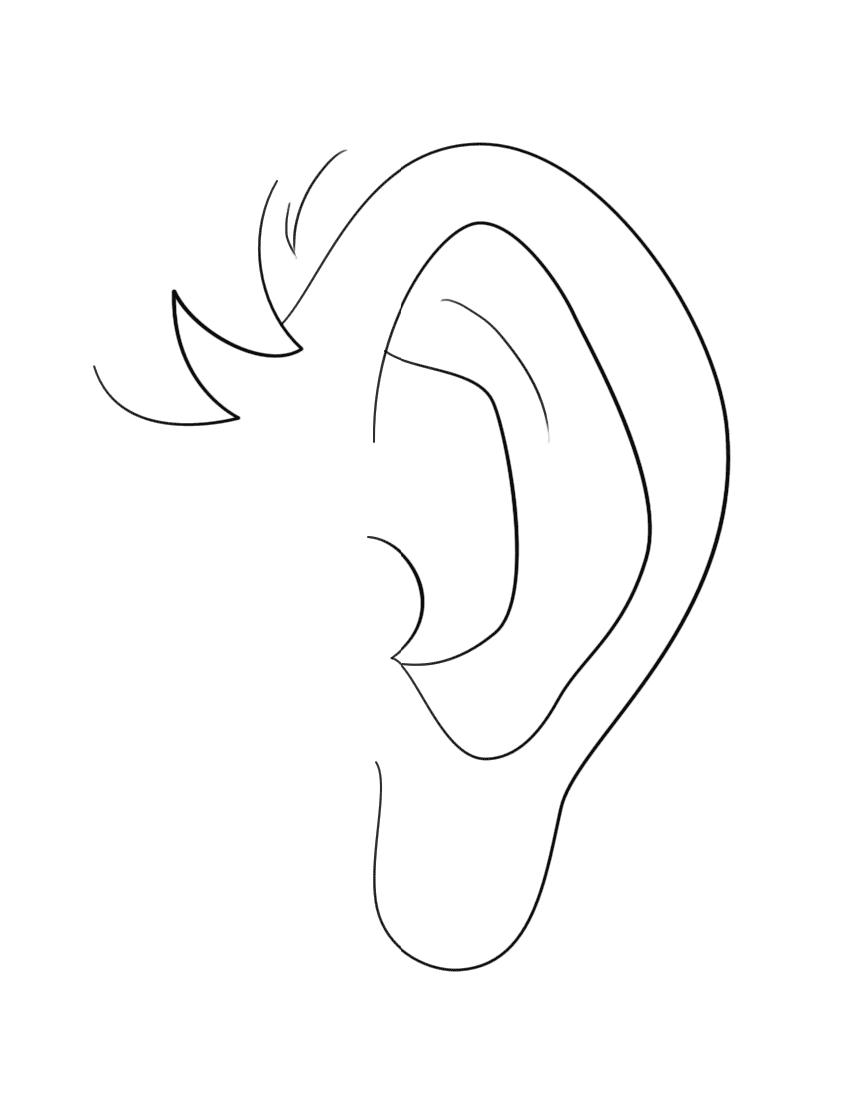 Human Ear