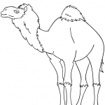 Cartoon Dromedary Camel