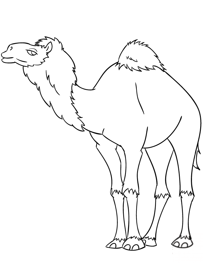 Cartoon Dromedary Camel