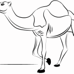 Wielbłąd jednogarbny
