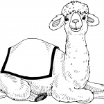 Uroczy cielak dromedar