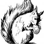 Squirrel Eating Nuts