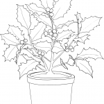 Poinsettia in a Pot