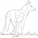 Wilk rudy - siostrzany gatunek kojota