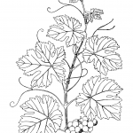 Branch of Grapes