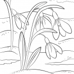 Snowdrops First Sign of Spring