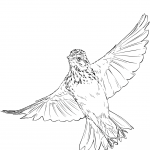 Vesper Sparrow in Flight