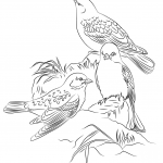 Śnieżki czarnoskrzydłe