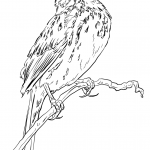 Szarobrewka śpiewna