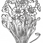 Przylaszczka siedmiogrodzka